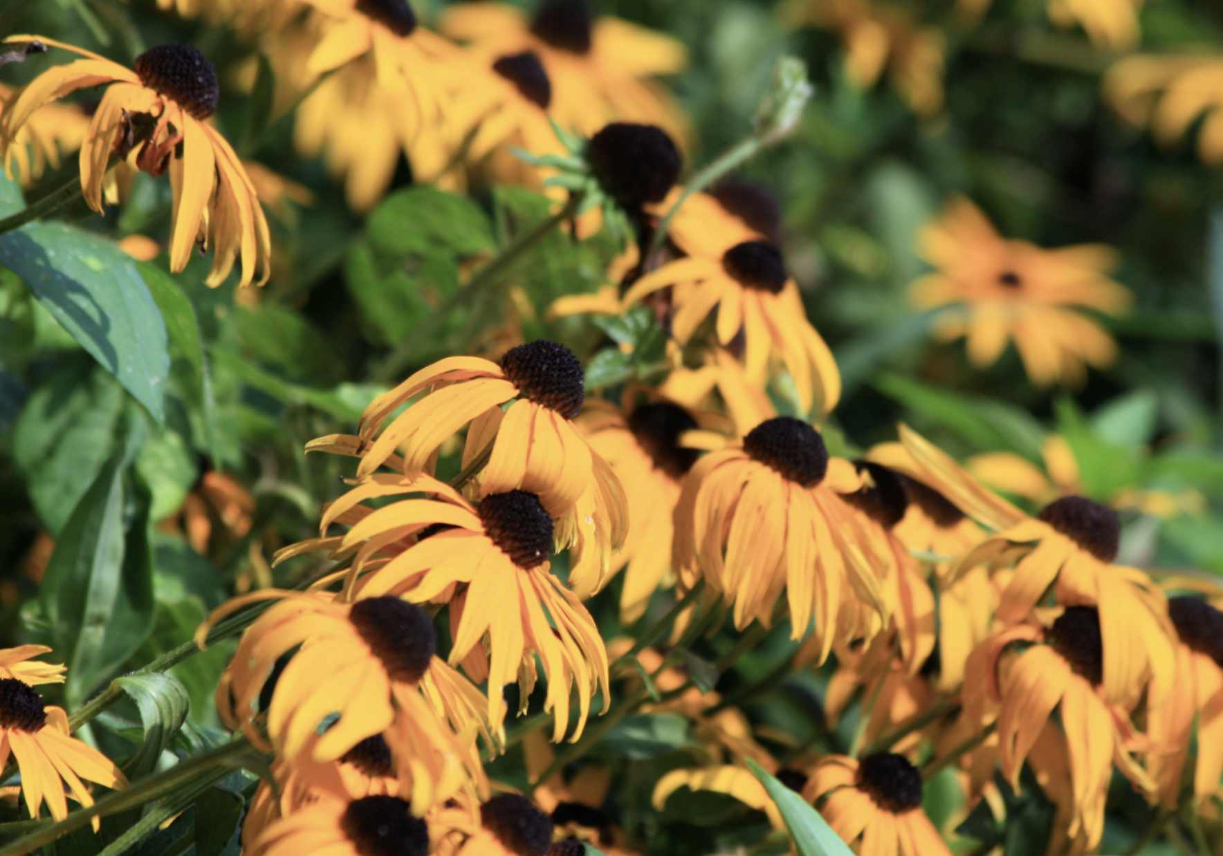 Goldsturm Rudbeckia